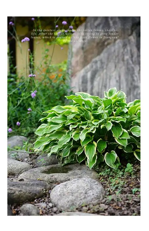 金边玉簪盆栽苗耐阴花卉盆栽花叶玉簪花苗绿植好养浩驰实物参考秋季未