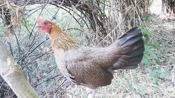 清晰响亮的母原鸡叫声,听听和家里养的母鸡有什么不同?