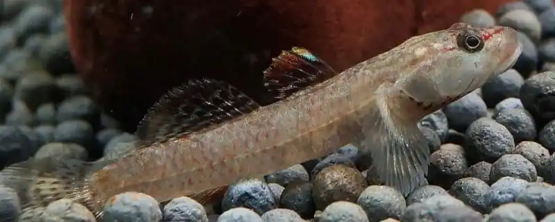 花狸棒子的学名叫什么