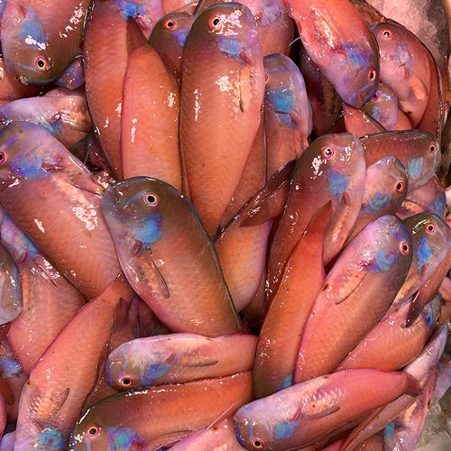 汕头海门本港海海鲜当天捕捞新鲜水产海鱼红利其它