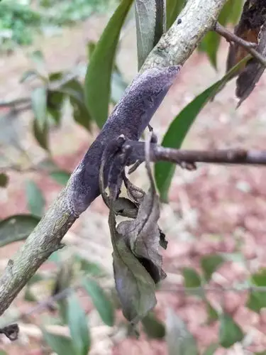 请问老师这两种是李子树什么病