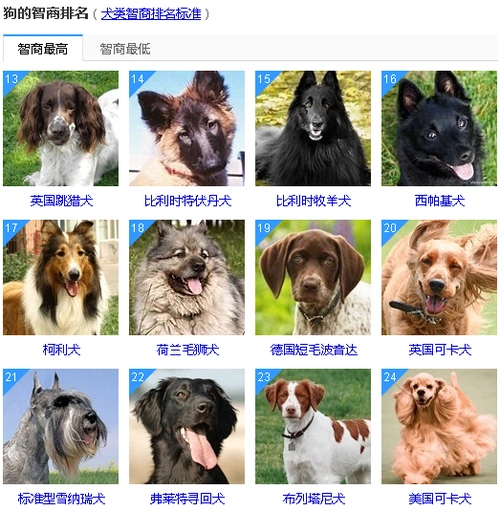 狗狗智商排名前50这些狗狗真的太聪明了