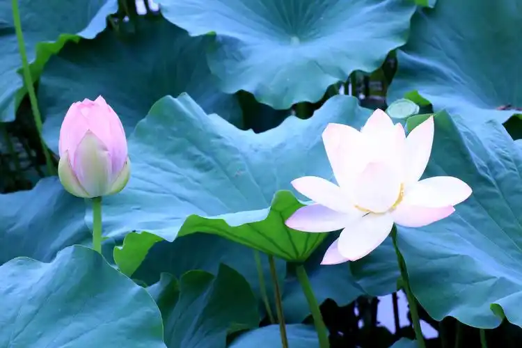 魏晋以降,荷花渗入了佛教意蕴,借莲花弘扬佛法,以淤泥秽土比喻现实