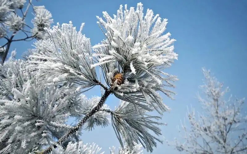 雾凇奇观白色漂亮的风景桌面壁纸高清大图预览1920x1200_高清壁纸下载