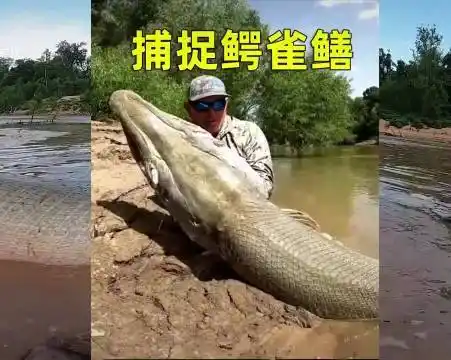 河南汝州湖中2条鳄雀鳝已被捕获#鳄雀