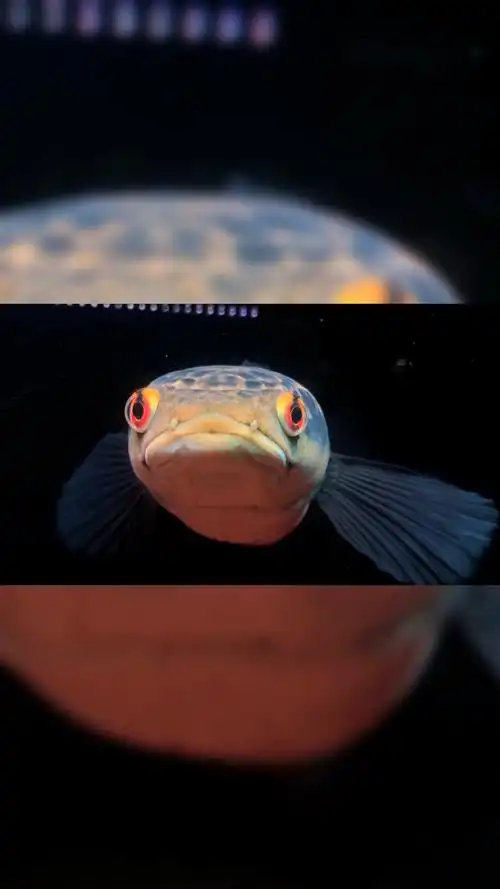 健康水族之黑魔神雷龙鱼