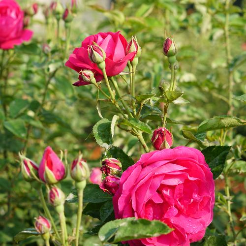 鲜花云南红玫瑰新鲜可食用玫瑰花花瓣1斤玫瑰不涩食用玫瑰