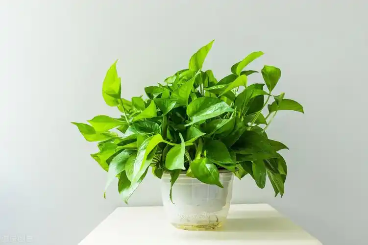 绿萝有小飞虫怎么处理(如何消除绿萝的小飞虫) 绿植养护 第1张