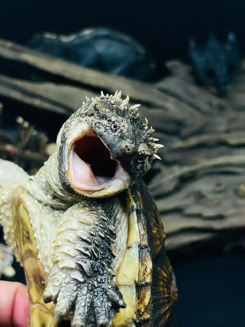 正宗纯种佛罗里达拟鳄龟图文欣赏