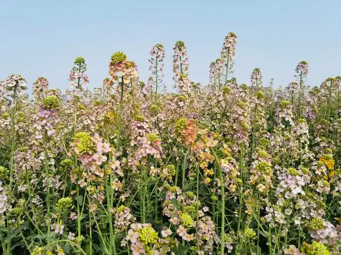 兴义彩色油菜花竞相绽放