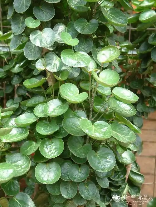 圆叶福禄桐polysciasscutellaria