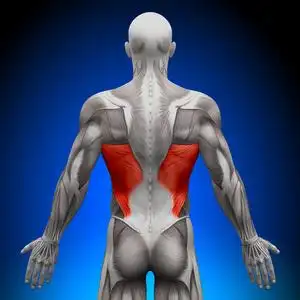 背阔肌-解剖肌肉照片