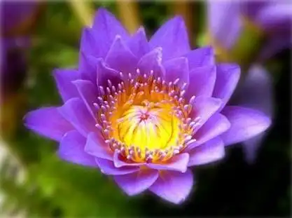 埃及蓝睡莲开花了.