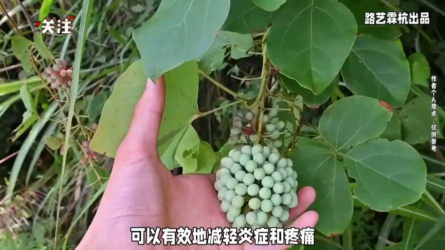 揭秘大血藤:清热解毒,活血散瘀的神奇药材
