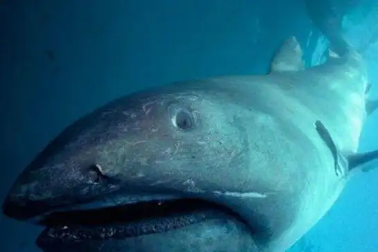 地球上10大最可怕的鲨鱼第七头部酷似锤子第一肮脏丑恶