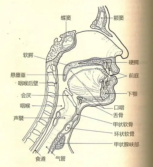 声乐基础训练:发掘你的声音潜质