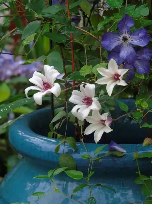 藤本花卉皇后——铁线莲