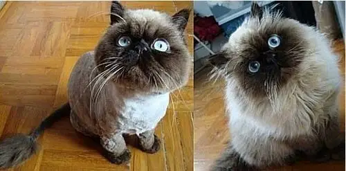 爆笑:小动物被剃毛后 心里那个恨啊