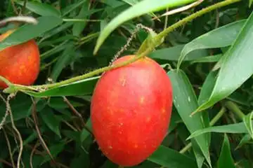 中药材 清热药 王瓜wanggua 别名:藈姑,土瓜,雹瓜,老鸦瓜,野甜瓜,马雹