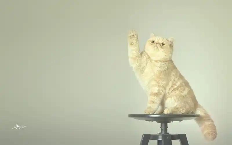 异国短毛猫,猫,喵星人,可爱,伸爪,小米摄影异国短毛猫壁纸图片