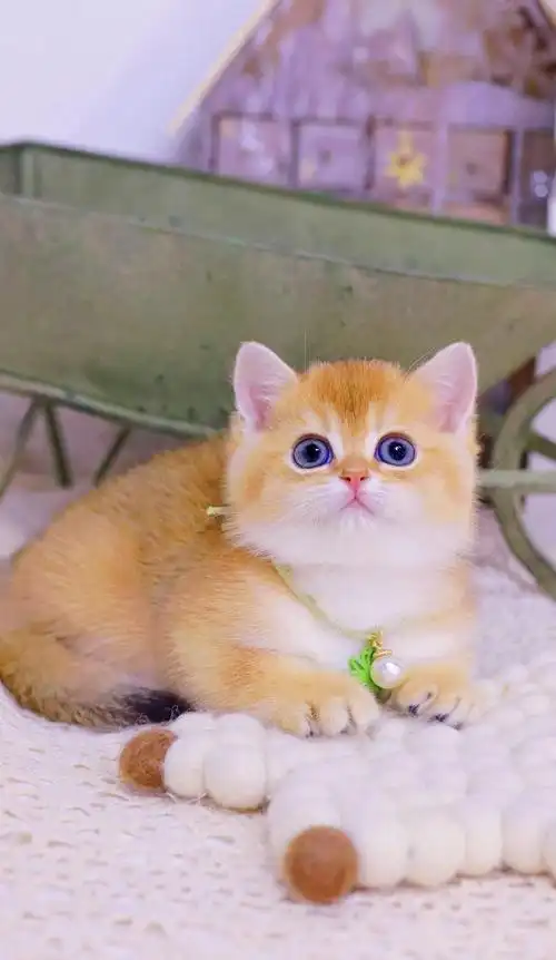 ny12色纯种英短金渐层11色绿眼睛金色小奶猫25色宠物猫小幼崽批发