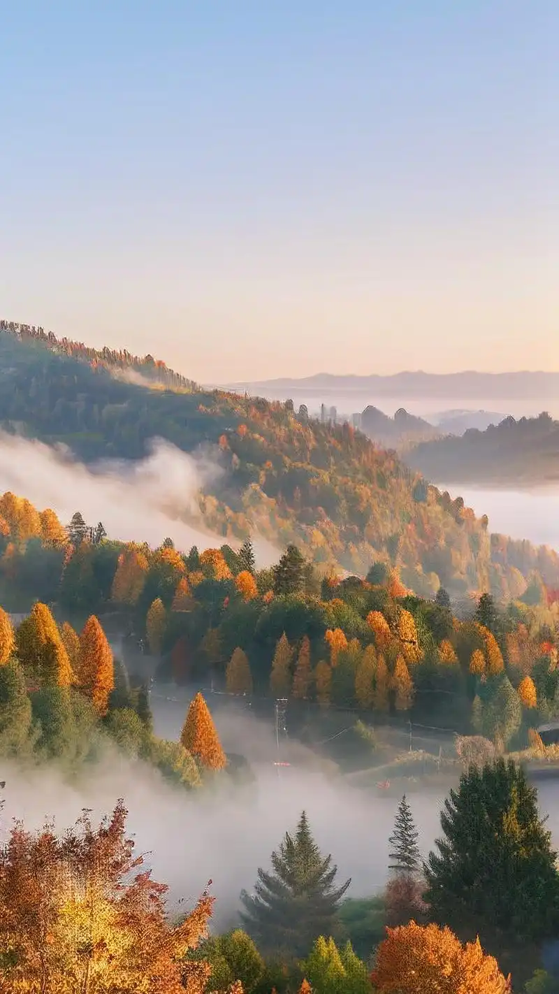 🍁秋天手机壁纸,秋日森林之美📱