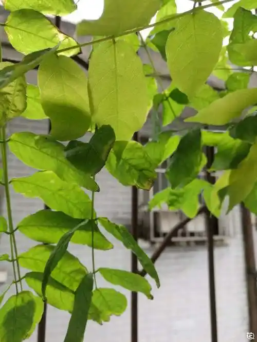 紫藤的叶子怎么回事