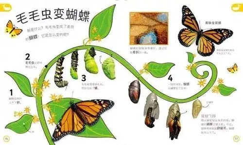 毛毛虫变成蝴蝶【相关词_毛毛虫变成蝴蝶过程简笔画】