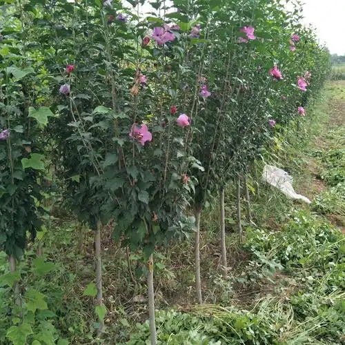 粉色木槿花树苗重瓣粉花绿化木槿苗别墅庭院阳台盆栽地栽花卉绿植