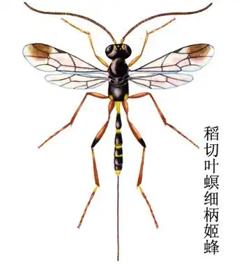 p>昆虫名,为膜翅目,姬蜂科.分布在南方各省等.
