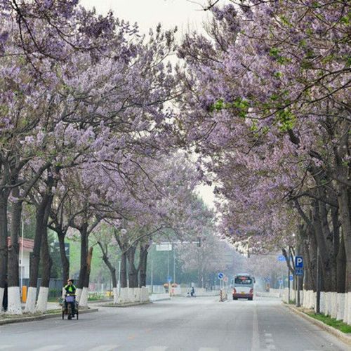 梧桐树树苗开花泡桐小苗兰考紫花泡桐大果泡桐中国梧桐树苗速生泡