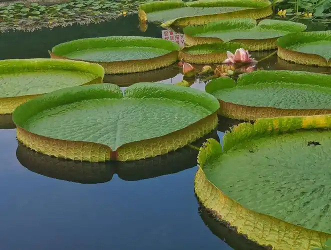 中山植物园王莲花盛开!