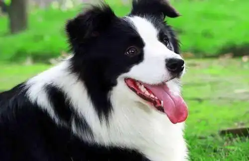 世界上最聪明的狗狗你知道是哪种狗吗你觉得中华田园犬怎么样