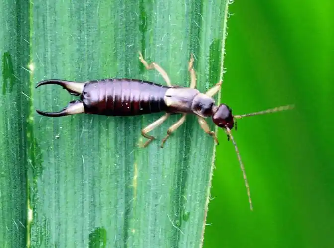 传闻爬进人耳切断脑神经的蠼螋居然被误会了这么多年胆小