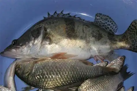 凌波鱼活鱼图片