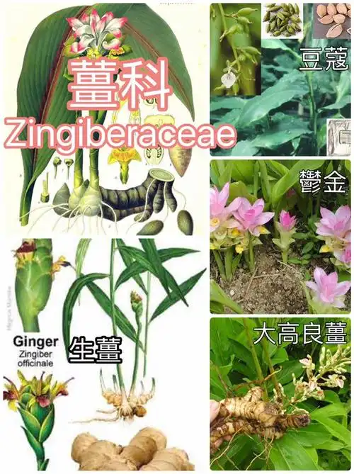 芳香植物的科属特性:《part 11 第十一篇》