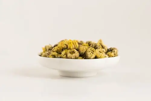 桐乡胎菊拍摄 西湖龙井