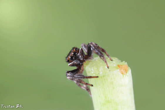 可爱小跳蛛gif~拍微距经常要.