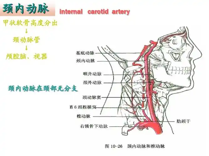 颈内动脉 甲状软骨高度分出 ↓ 颈动脉管 ↓ 颅腔脑,视器 internal