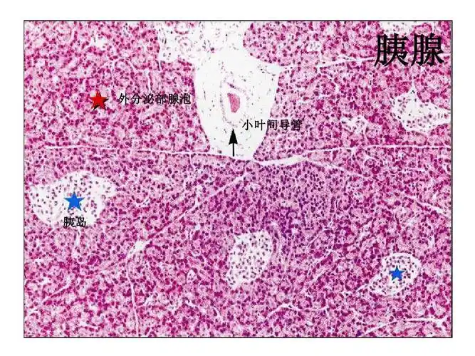 组织胚胎学切片考试准备答案ppt