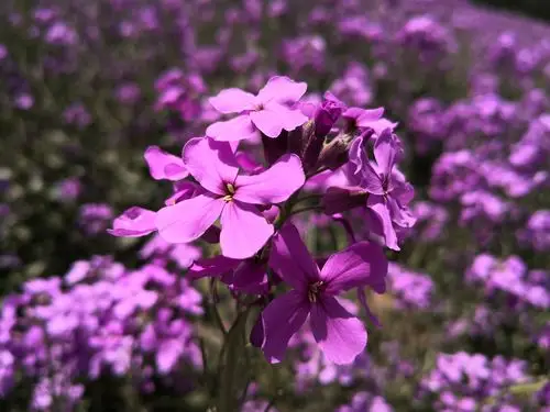 5.18大兴观花--蓝香芥