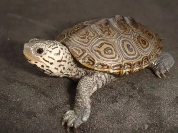 p>钻纹龟(学名: i>malaclemys terrapin /i>)是龟科,钻纹龟属动物.