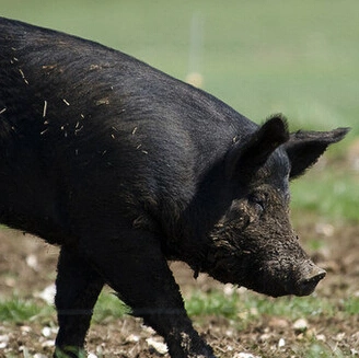 黑色三元猪-中国羽绒产业网