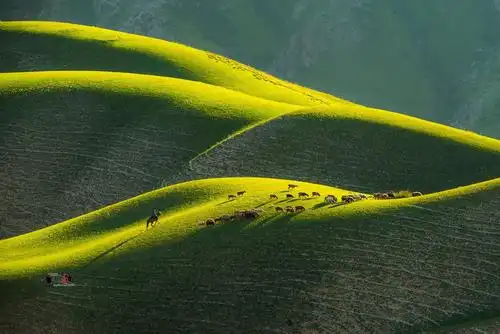 伊犁的新车价格是多少伊犁绿河谷