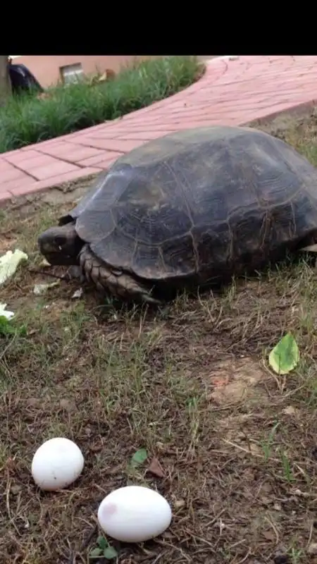求高手解答:想问下家里养的麒麟龟为什么是发青的颜色,看到好多图片都