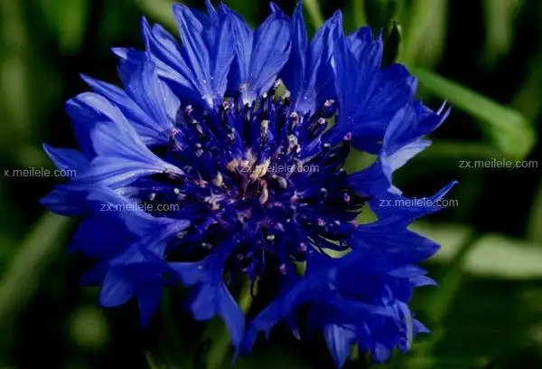 蓝色矢车菊的花语