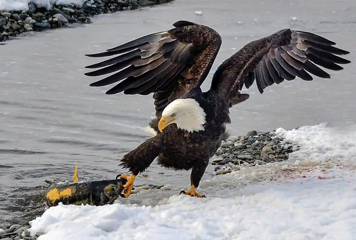 白头海雕是一种大型猛禽,是鹰形目鹰科海雕属的鸟类.
