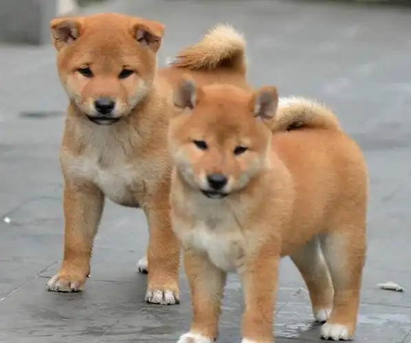 中华田园犬"弃养率"为什么高?这6个原因很现实