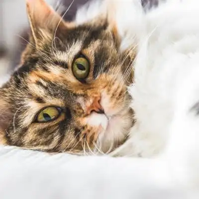 可爱猫咪头像可爱慵懒的猫咪