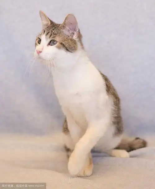 短毛灰白虎斑猫坐着